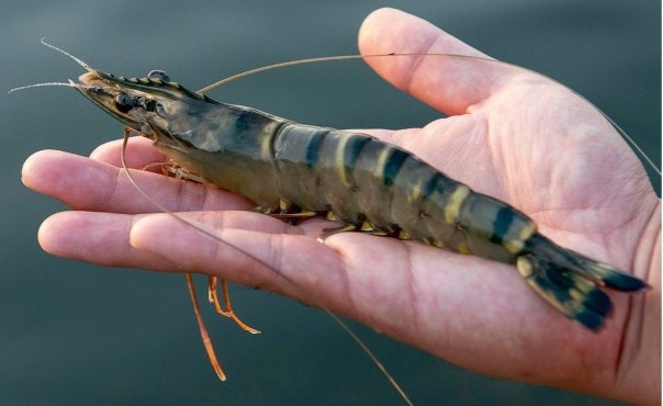 Penaeus monodon post-larvae — Black tiger prawn PL