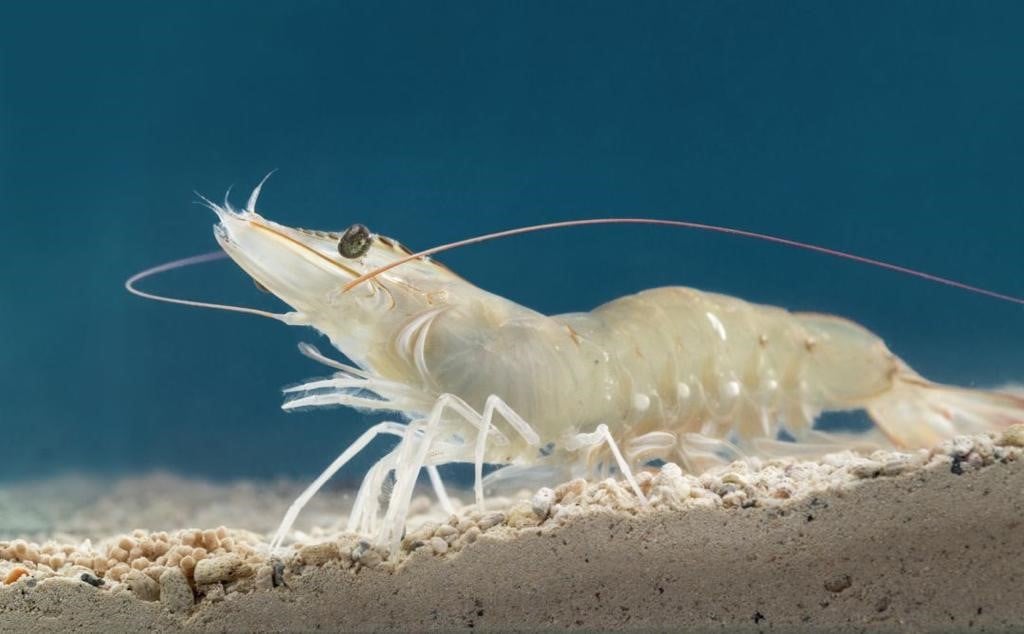 Litopenaeus vannamei post-larvae — Pacific white shrimp PL